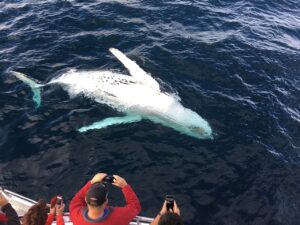 Best Time to Visit Iceland for Whale Watching