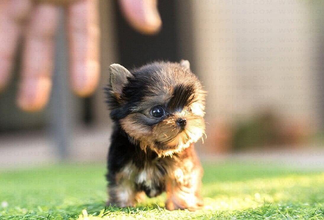 Where to find Teacup Yorkie Puppies for Sale Up to $400 – Teacup Yorkie Puppy Adoption